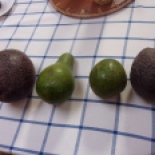 Four of six avocados picked on Bruce and Matico's farm, ordered from shortest to longest ripening time. The one on the right is the haas, which takes 17 days and can't be sold here b/c it takes too long. Bruce just grows them for himself, Matico and friends. The left-most two avocados are native to ecuador, and the 3rd one was brought here from Guatemala. This one must be grafted onto ecuadorian plants or it will succumb to local viruses and fungi. Also interesting is that the hass has the highest fat content and is really creamy.... the others are slightly firmer, less creamy and it turns out have lower lipids.