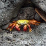 Sally lightfoot crab... these were awesome and we saw them on many of the islands