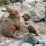 The ultimate 3-for-1... Galapagos hawk waits to eat the placenta after the birth of the pup