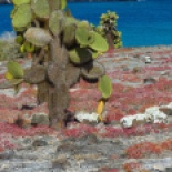 Land iguanas have to work a little harder for their prickly pears during the dry season... notice the awesome colors, this is South Plaza island and it was full of these red succulents. The red is a pigment that acts as UV protection... all the red will be green in a few months.