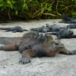 Piles of marine iguanas... these guys are good photobombers