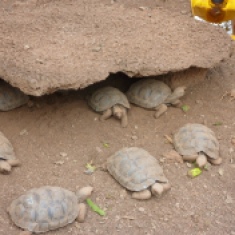 Baby torts (about 3 years old), of the species from Isla Pinzon. The tortoise populations on many of the islands have been depleted or wiped out from both hunting by people and rats that eat eggs and babies. The center breeds tortoises from each island separately, and raises them til they're at a 'rat safe' age of about 5 or 6 years. Then they're re-released.