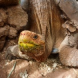 This is Diego, a native of Isla Española... he used to live in the San Diego zoo, but was returned to the galapagos after his species nearly went the way of Lonesome George's. You can tell the Española tortoises by their highly curved saddle-shaped shells.