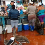 At the fish market in Puerto Ayora, just outside the research station on Santa Cruz. there's lots of help from the locals.