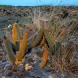 Lava cacti - grow directly on the lava and are unique to the Galapagos