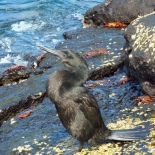 We spent a little time in the volcanic tidepools on Fernandina... got to see these flightless cormorants with their cute stubby wings. Later that day, I saw them from underwater, diving down for fish. More sally lightfoot crabs in the background...