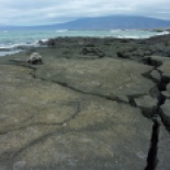 Crackly lava coastline with marine iguana photobomb