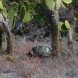 Fausto's only sighting of an adult tortoise on James island near the coast. There are tortoise populations up in the highlands, and the island is being repopulated with youngsters from the breeding center, but Fausto had never seen an adult in this area before. It was cool to see him freak out about it.
