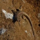 Seymour lava lizard