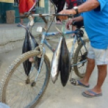 This is a guy selling Tuna from his bike!! Ed estimates these to be worth at least a hundred bucks...
