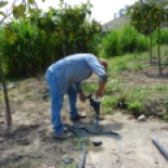 This year is an especially tough one for the Tomates... there's not much rain, and Jose spends much of his time moving and repairing the irrigation hoses.