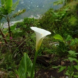 A calla lily on my hike...