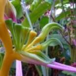 Cool heliconia flower in the garden at the hostel. I swear it's real!