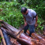 Here, fernando is chopping into the bark of a fallen tree, a special type of palmera with dark bark, where a certain type of beetle comes to lay its eggs. The beetle needs a dead tree, with some kind of existing scar on the bark. Three months after the beetle lays its eggs, you can cut into the bark and find...