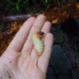 These!! These are late-stage beetle larvae, or gusanos. Gusanos, it turns out, are delicious.