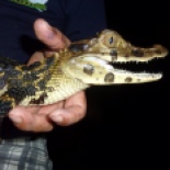 This is a black caiman, pretty small about 3 years old. There are two other types that live in the lake and rivers here.