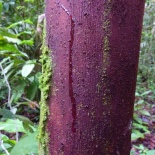 Tree called "sangre de gallina"or blood of the chicken.. Kichwas use the red sap for medicinal purposes.