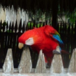 Also met this Macaw...