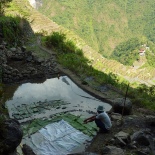 A farmer covering newly planted seedlings. The Batad terraces are interesting because all the rice isn't planted all at one time. So, you can see the plants at various stages of development. Makes the terraces look like a funny green patchwork.