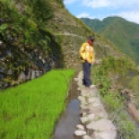 Derick, on the edge of a terrace with a rice crop that's already come up.