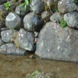The little pink blobs are snail egg masses.... the snails eat the rice (bad) but people and fish eat the snails (good). Rats are another problem, since they also eat the seedlings.