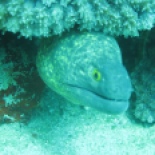 Moray eel.... there were tons of these!