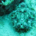 Stonefish!! Glad I found this guy with my eyes, and not my hand.... they'll kill ya