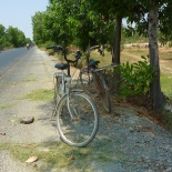 Sometimes there were trees lining the road from the border to Takeo.... the shade was always welcome. These bikes were just hanging out alone by the side of the road.