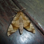 Cool Thai moth.