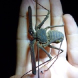 I think this was called a spider scorpion.... anyhow, it was a gnarly arachnid.