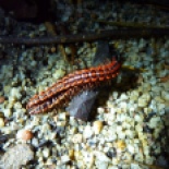 Centipede love