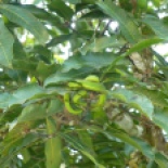 green snake, don't know what...