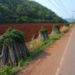 Heading out of Khao Yai on my bike... I made up a scenic route to keep off the big highways. Lots of harvested cassava along the road... these are the stalks, the starchy roots were already cut off.