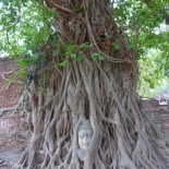 Buddha's head in banyan tree roots, Wat Mahathat, Ayutthaya