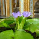 Lotus flowers all around.