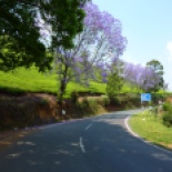 Beautiful ride through tea country.... these trees were blooming all along the road.
