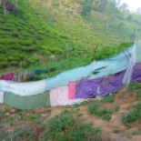 A vegetable garden, cordoned off with sari cloth