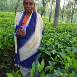 This woman literally popped up from a tea hedge, holding this flower..... I was startled but she was really pretty in all the green tea. The tea shouldn't have a chance to flower if all the green leaf is being picked.... so it was neat to see what tea flowers actually look like.