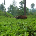 Bison (or guar) are a big problem in the tea fields because they trample it.