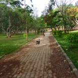Cubbon park.... so many trees in bloom, and it was clean! There is a lot of litter, just about everywhere I traveled in India, but the parks in Bangalore were kept really clean.