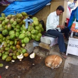 Coconut man and his dog