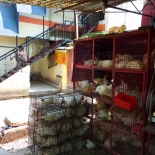 Chicken store around the corner from my apt in Bangalore