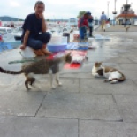 These street cats knew just where to hang out!
