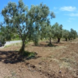 Olive trees, I think...