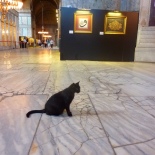 Street cats, inside the museum!